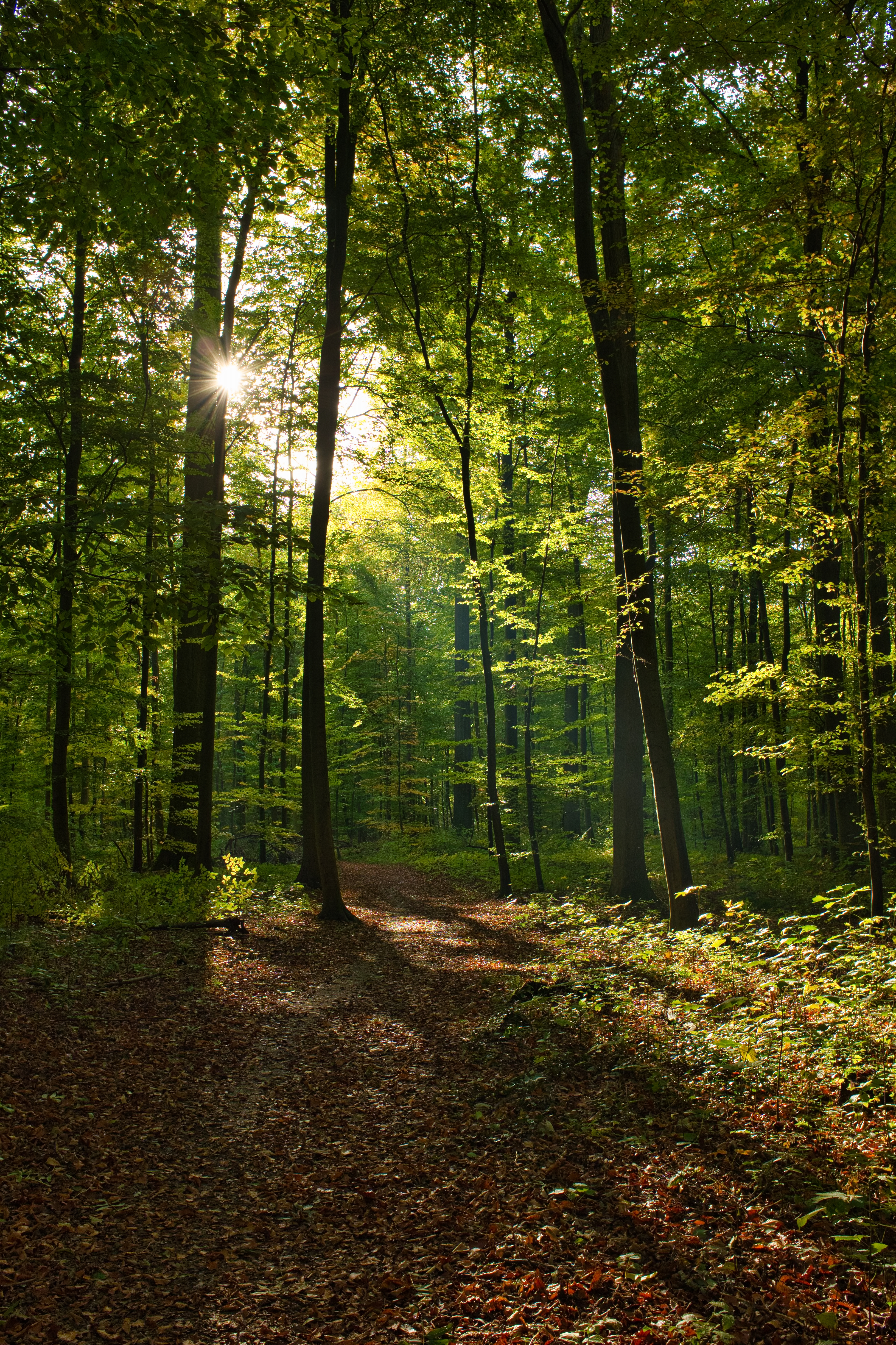 Día Internacional de los Bosques